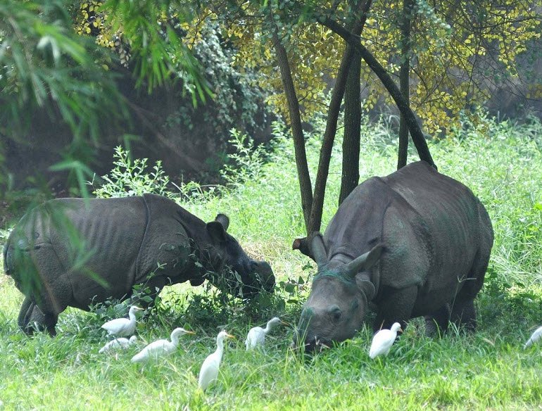 Assam State Zoo Cum Botanical Garden, , India